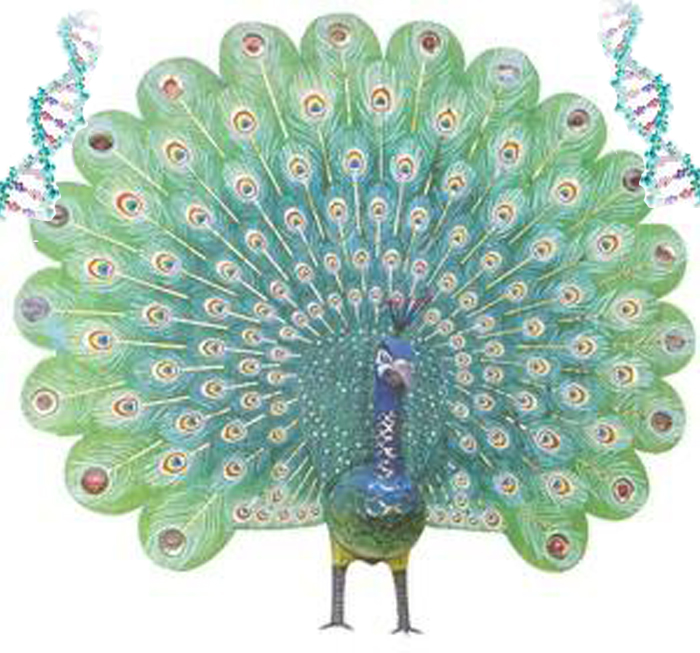 Peacock