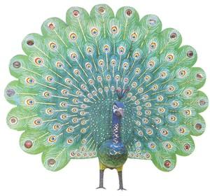 Peacock