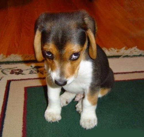 ein lieber Beagle